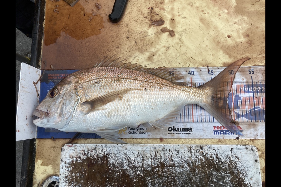 Simon Barry caught this 48.5cm Snapper at Mussel farms - coromandel  during The Hirepool Baitmates Fishing Comp