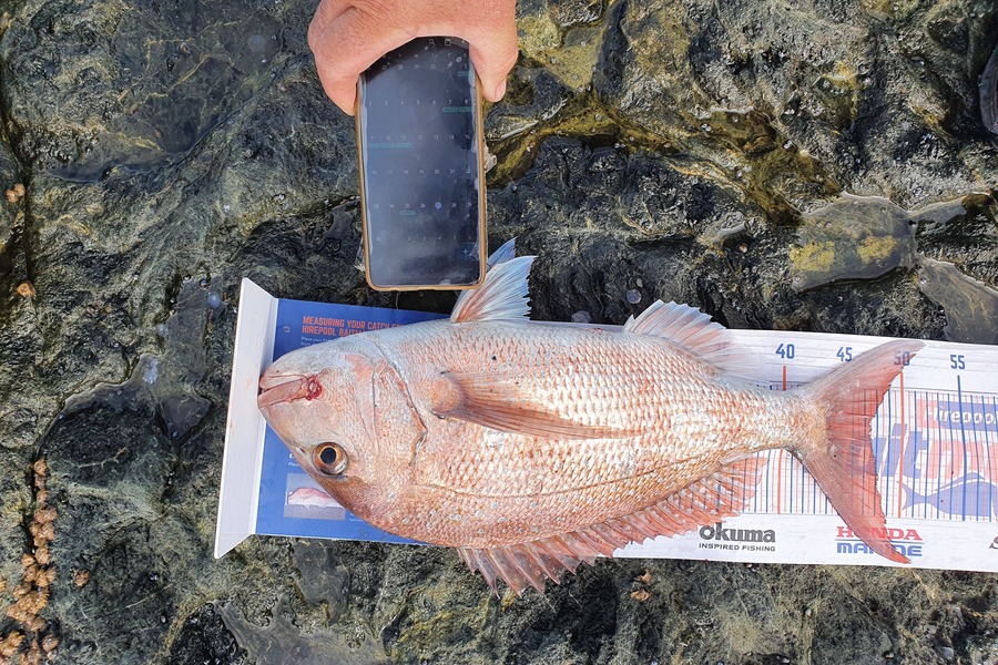 Graeme Mckay caught this 47.5cm Snapper at Cape runaway during The Hirepool Baitmates Fishing Comp