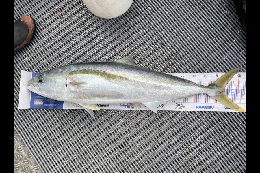 Jonty Peek caught this 93.5cm Kingfish at Stephans island  during The Hirepool Baitmates Fishing Comp