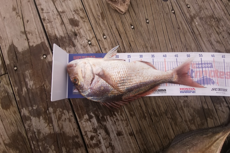 Vivienne Harris caught this 49.0cm Snapper at Houhora  during The Hirepool Baitmates Fishing Comp