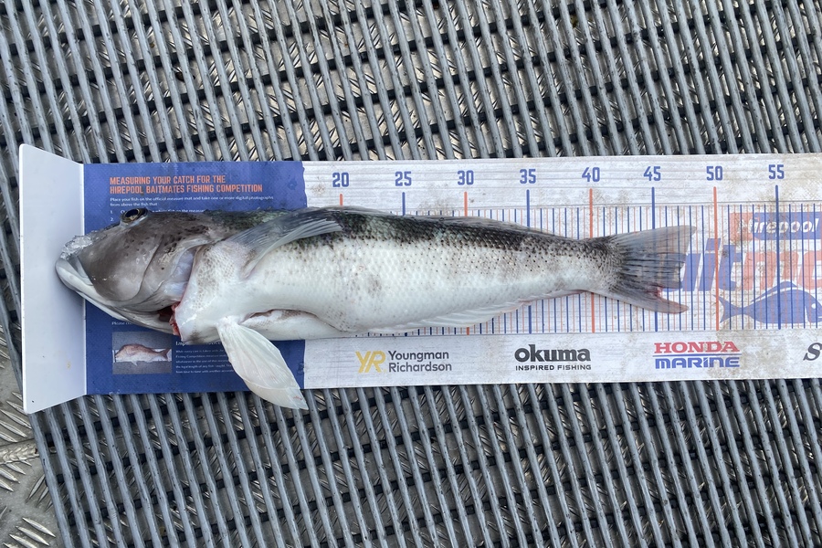 Jonty Peek caught this 42.0cm Blue Cod at Stephans island during The Hirepool Baitmates Fishing Comp