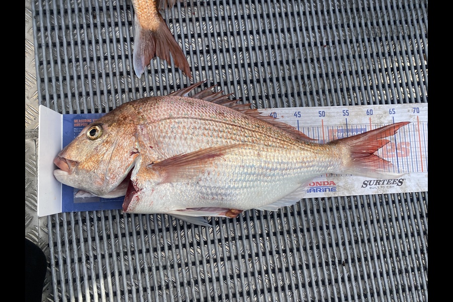 Jonty Peek caught this 59.5cm Snapper at Stephans island during The Hirepool Baitmates Fishing Comp