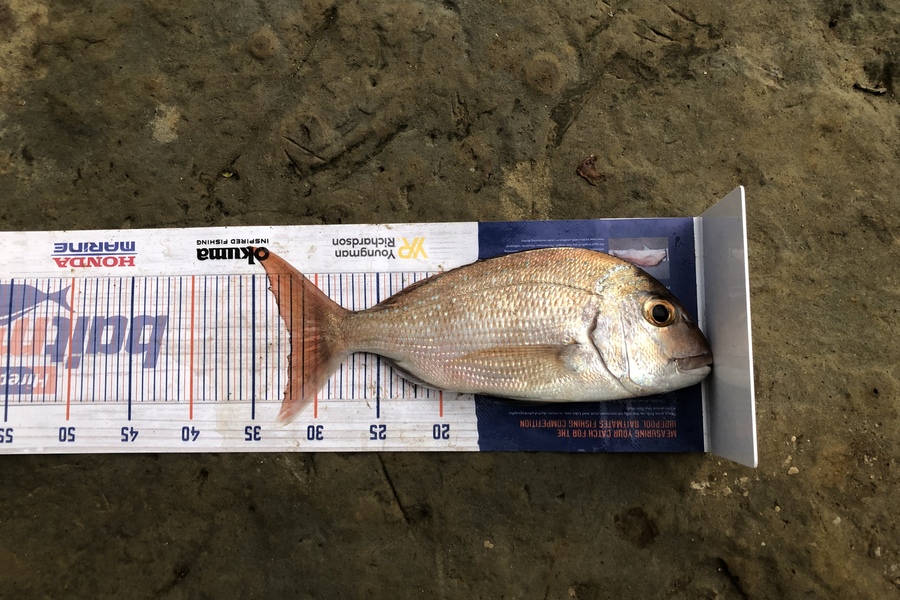 Mitchell Burkett caught this 32.0cm Snapper at Maraetai during The Hirepool Baitmates Fishing Comp