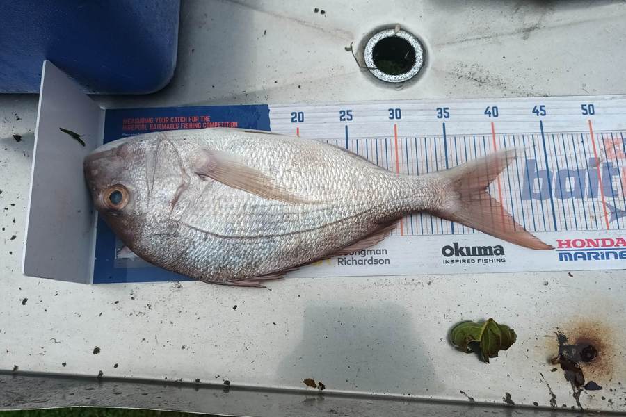 Lisa Adams caught this 38.5cm Snapper at 90 mile beach during The Hirepool Baitmates Fishing Comp