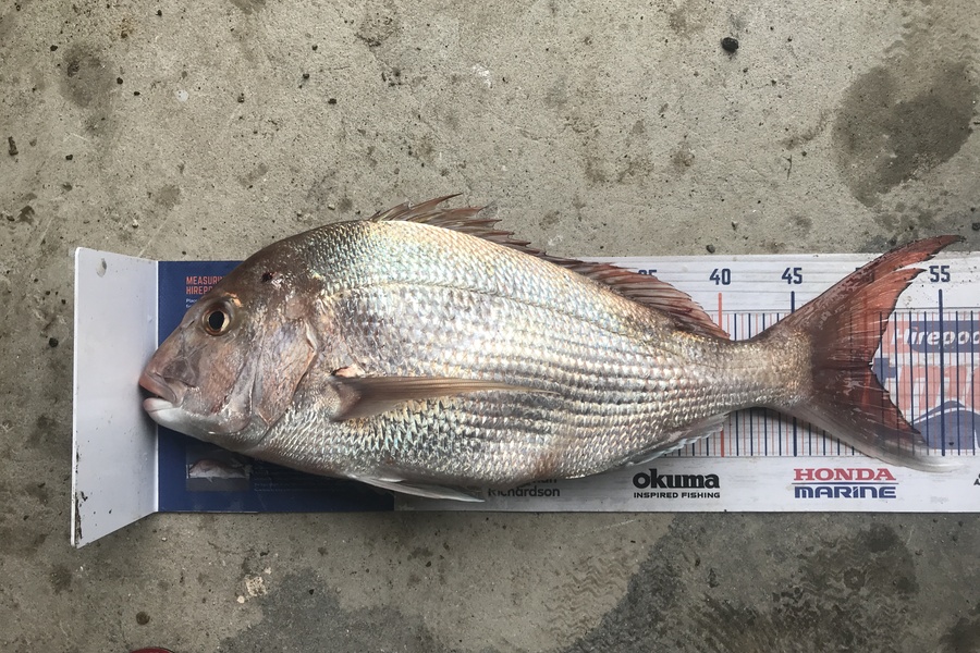 Kraig Steiner caught this 50.0cm Snapper at Kaipara during The Hirepool Baitmates Fishing Comp
