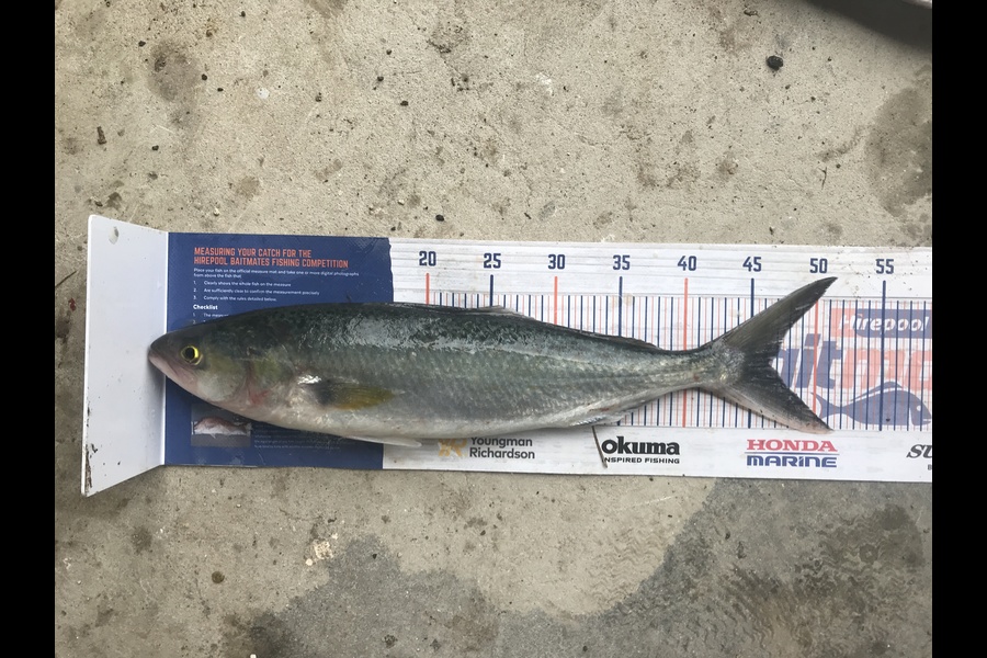 Kraig Steiner caught this 46.0cm Kahawai at Kaipara during The Hirepool Baitmates Fishing Comp