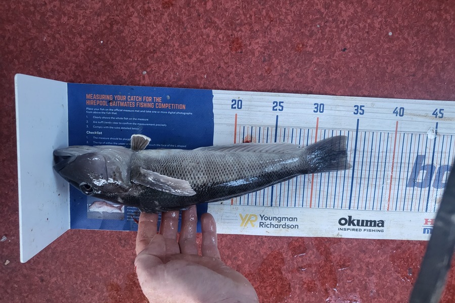 Caleb Clark caught this 34.0cm Blue Cod at Moeraki otago  during The Hirepool Baitmates Fishing Comp