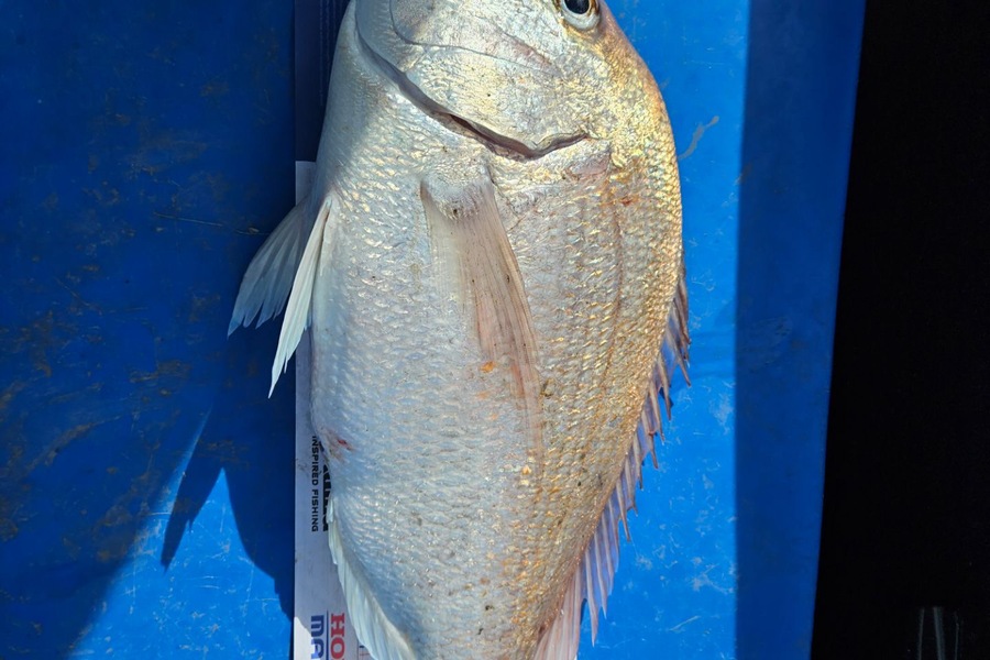 Henry Woolston caught this 63.5cm Snapper at Wanganui  during The Hirepool Baitmates Fishing Comp