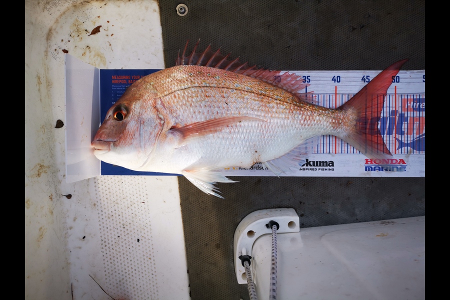 Luke Drumm caught this 47.0cm Snapper at Pukerua Bay during The Hirepool Baitmates Fishing Comp