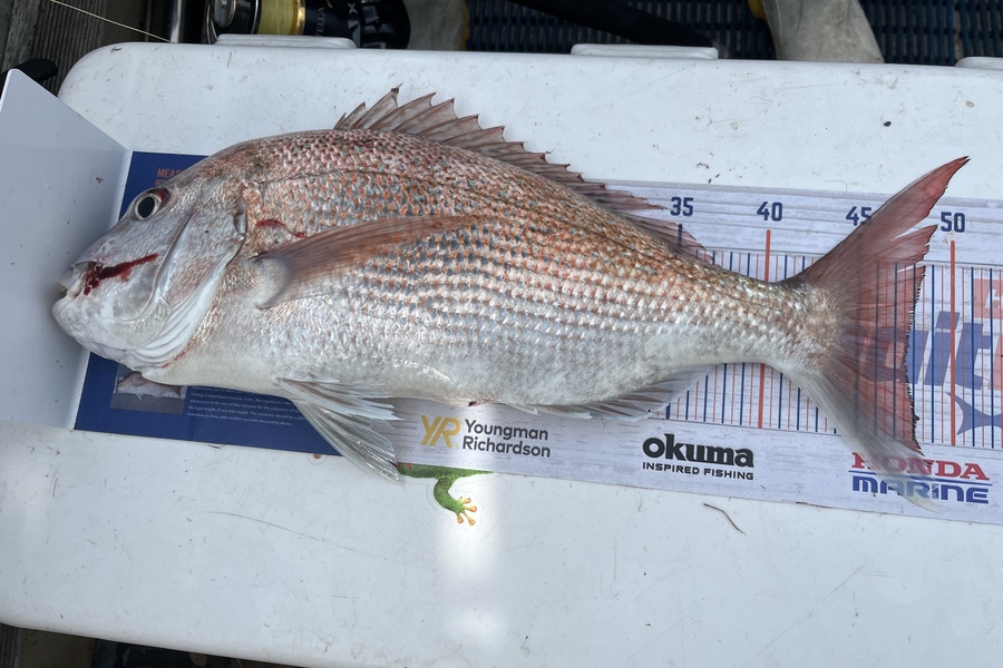 Vanessa Lovett caught this 47.0cm Snapper at Napier during The Hirepool Baitmates Fishing Comp
