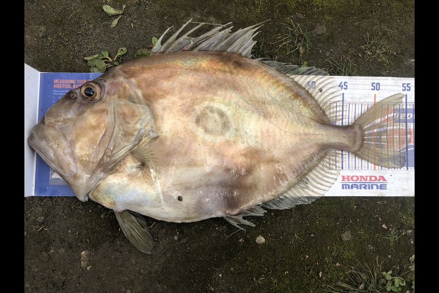 Dave Dennison caught this 55.5cm John Dory at Whanganui  during The Hirepool Baitmates Fishing Comp