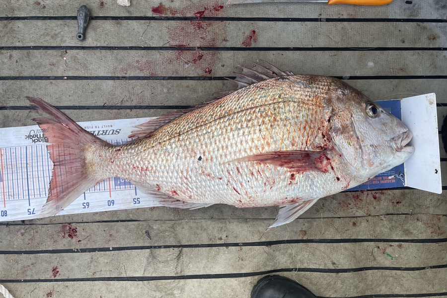 Sam Julian caught this 70.0cm Snapper at Makara during The Hirepool Baitmates Fishing Comp