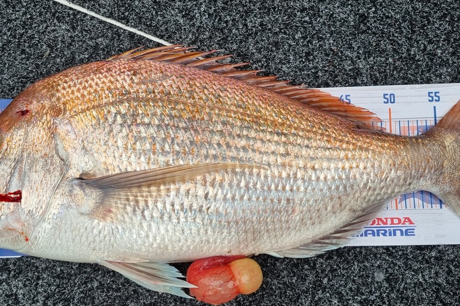 Fletcher Tapp caught this 62.0cm Snapper at Kaipara harbour during The Hirepool Baitmates Fishing Comp