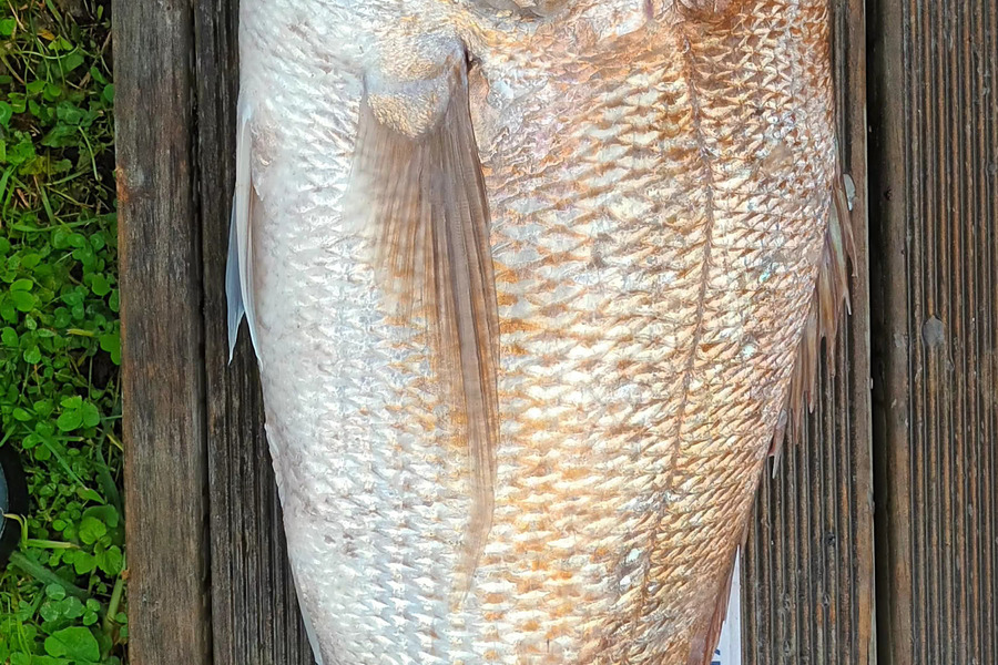 Andrew Chapman caught this 68.5cm Snapper at Waverley  during The Hirepool Baitmates Fishing Comp