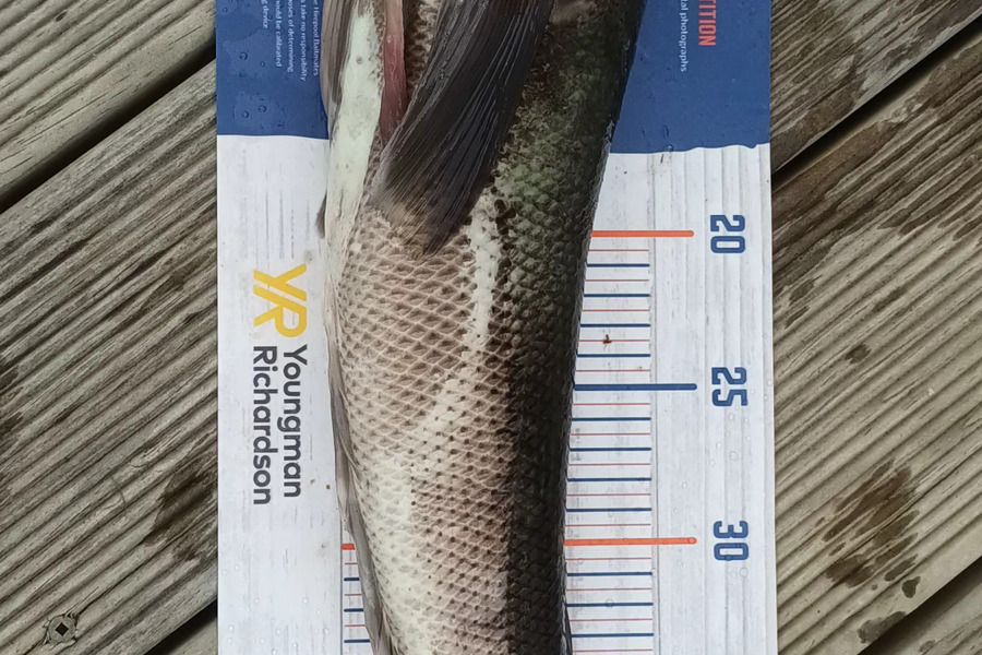 Andrew Chapman caught this 46.0cm Blue Cod at Waverley  during The Hirepool Baitmates Fishing Comp