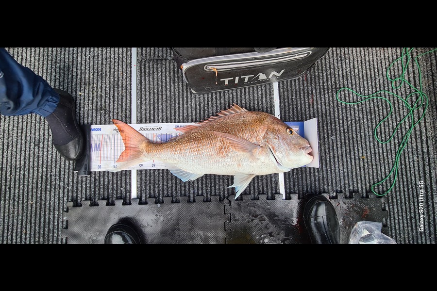 Carl McCoy caught this 70.5cm Snapper at Otaki Beach during The Hirepool Baitmates Fishing Comp