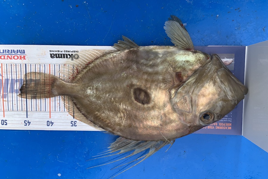 Jono Erwood caught this 46.0cm John Dory at Taranaki  during The Hirepool Baitmates Fishing Comp
