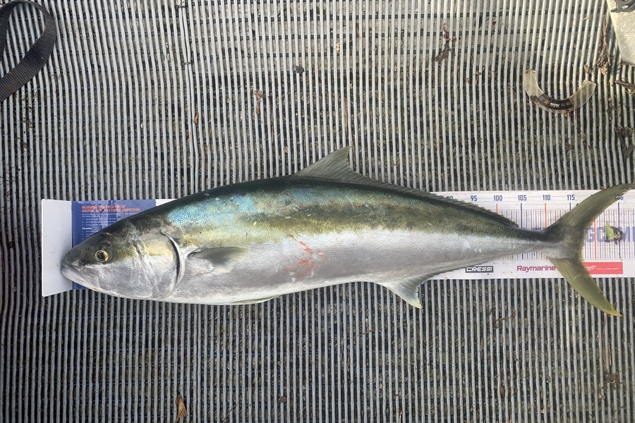 Josh Bolton caught this 117.5cm Kingfish at Wellington during The Hirepool Baitmates Fishing Comp