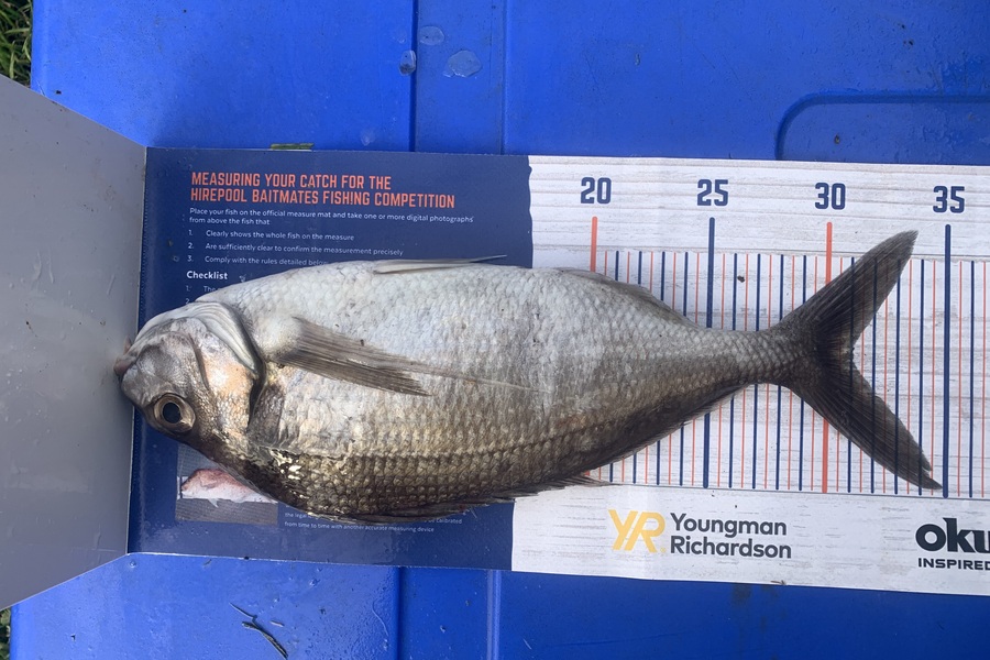 Josh Bolton caught this 31.0cm Tarakihi at Wellington during The Hirepool Baitmates Fishing Comp