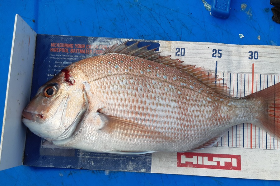 Dan Musson caught this 34.5cm Snapper at Welly sth coast  during The Hirepool Baitmates Fishing Comp