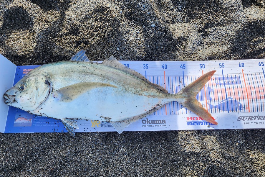 Cindy De Giorgis caught this 47.5cm Trevally at Lake Ferry wairarapa  during The Hirepool Baitmates Fishing Comp