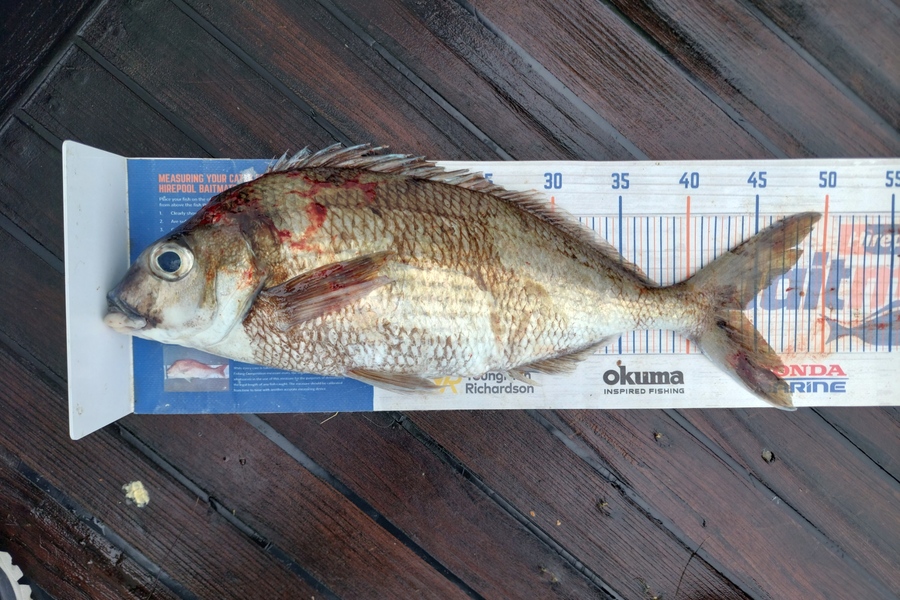 Barry  Howard caught this 44.0cm Tarakihi at Chalky Sound during The Hirepool Baitmates Fishing Comp