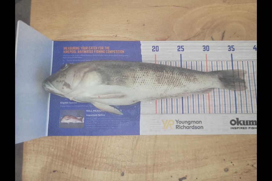 Mark Pilcher caught this 37.0cm Blue Cod at Moutouna Beach  during The Hirepool Baitmates Fishing Comp