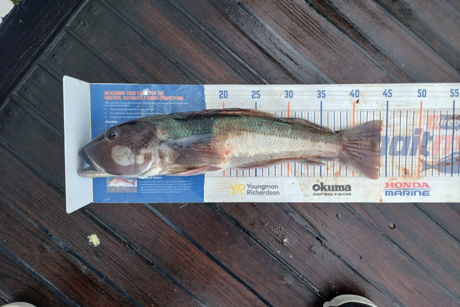 Barry  Howard caught this 44.0cm Blue Cod at Chalky Sound during The Hirepool Baitmates Fishing Comp
