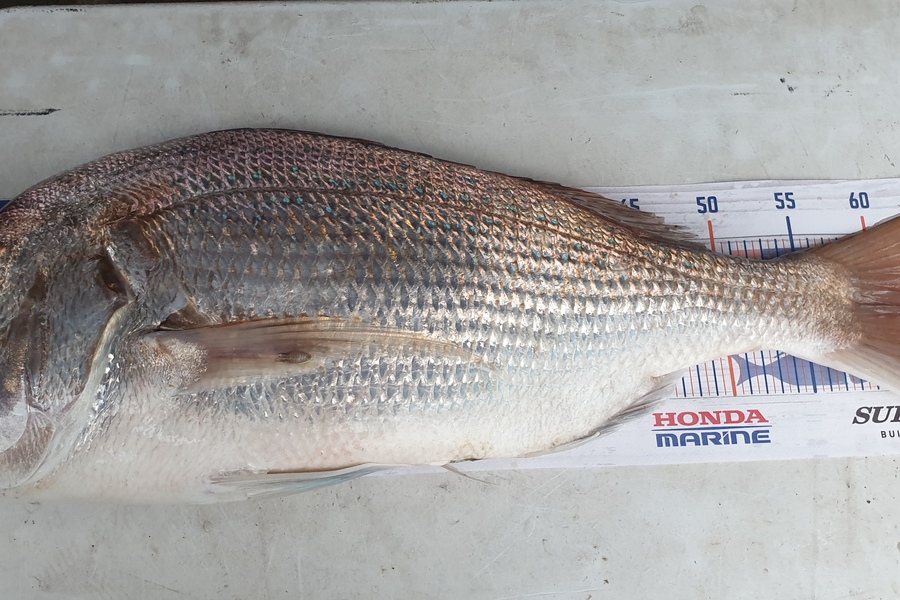 Steven Beckett caught this 63.0cm Snapper at 90mile during The Hirepool Baitmates Fishing Comp