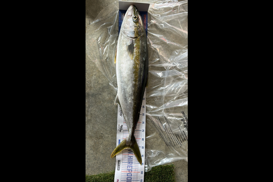 Pat Paese caught this 86.0cm Kingfish at Kapiti  during The Hirepool Baitmates Fishing Comp