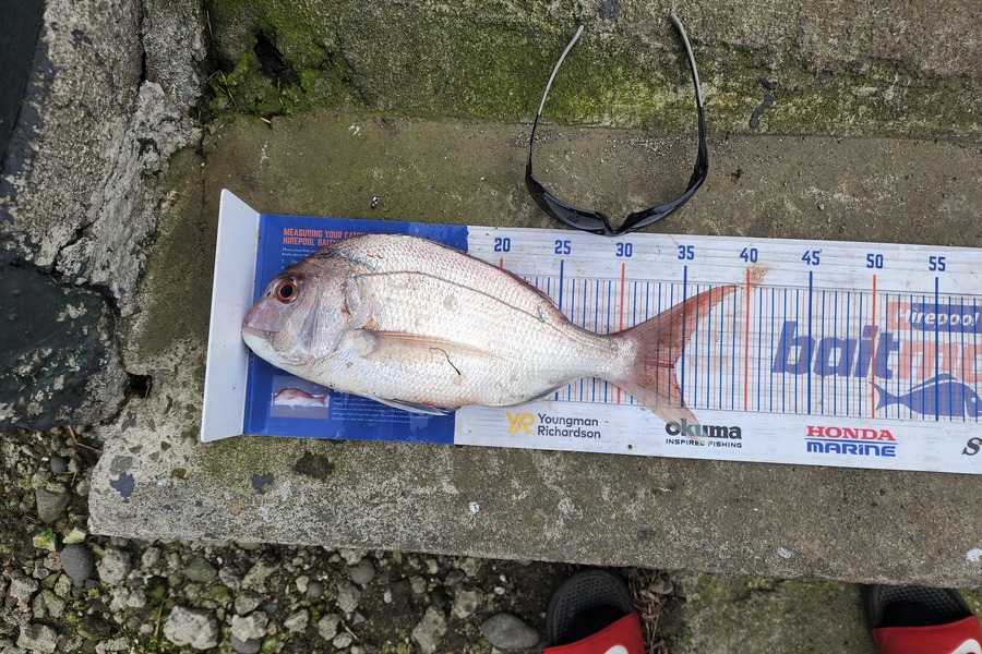 Stormy-leigh Robinson caught this 34.0cm Snapper at Patea during The Hirepool Baitmates Fishing Comp