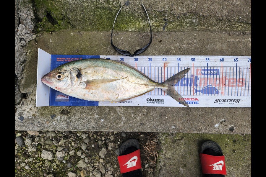 Stormy-leigh Robinson caught this 43.0cm Trevally at Patea during The Hirepool Baitmates Fishing Comp