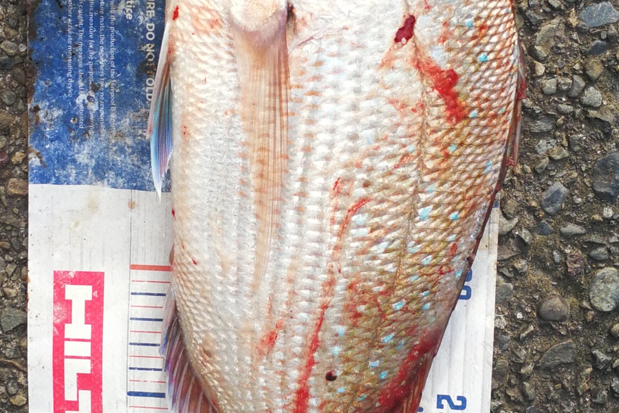Leigh Page caught this 35.0cm Snapper at Wellington South coast during The Hirepool Baitmates Fishing Comp