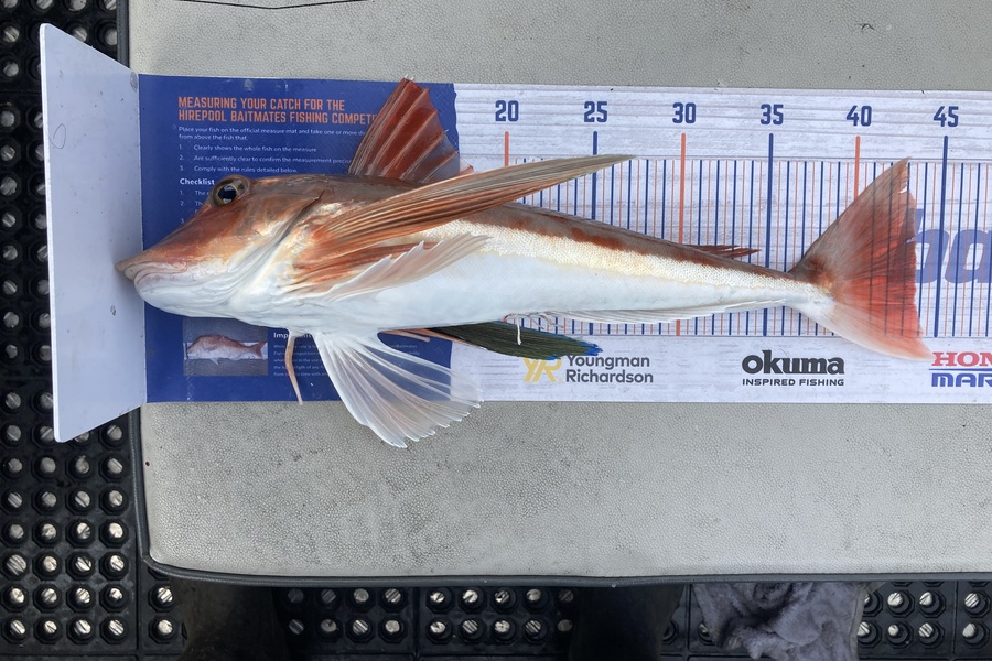 Roger Moore caught this 43.5cm Gurnard at Wellington Harbour during The Hirepool Baitmates Fishing Comp