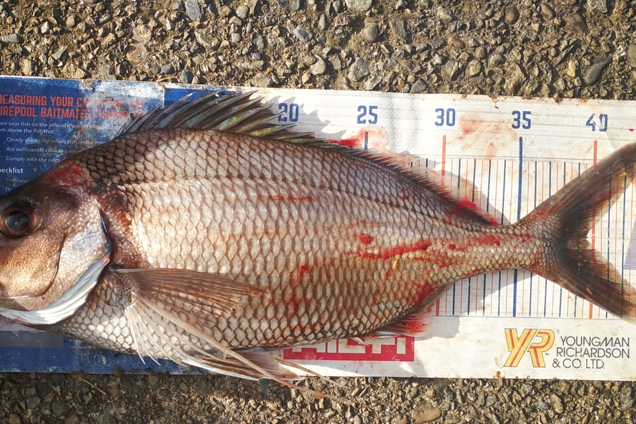 Leigh Page caught this 39.5cm Tarakihi at Wellington South coast during The Hirepool Baitmates Fishing Comp