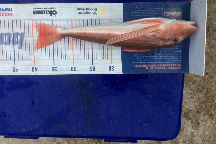 Zoe Henderson caught this 38.5cm Gurnard at Mana during The Hirepool Baitmates Fishing Comp