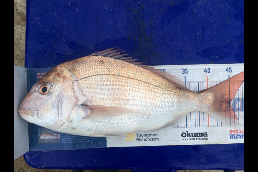 Zoe Henderson caught this 45.0cm Snapper at Mana during The Hirepool Baitmates Fishing Comp