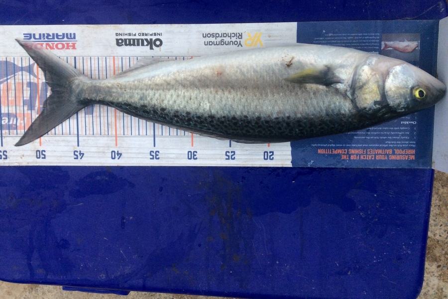 Zoe Henderson caught this 48.0cm Kahawai at Mana  during The Hirepool Baitmates Fishing Comp