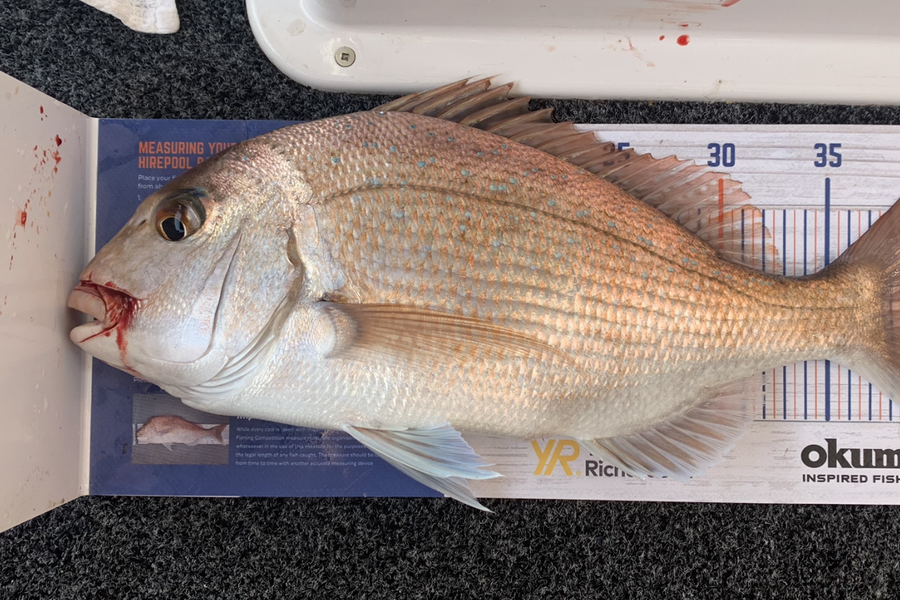 Bevan Sterling caught this 41.0cm Snapper at Kaipara Harbour during The Hirepool Baitmates Fishing Comp