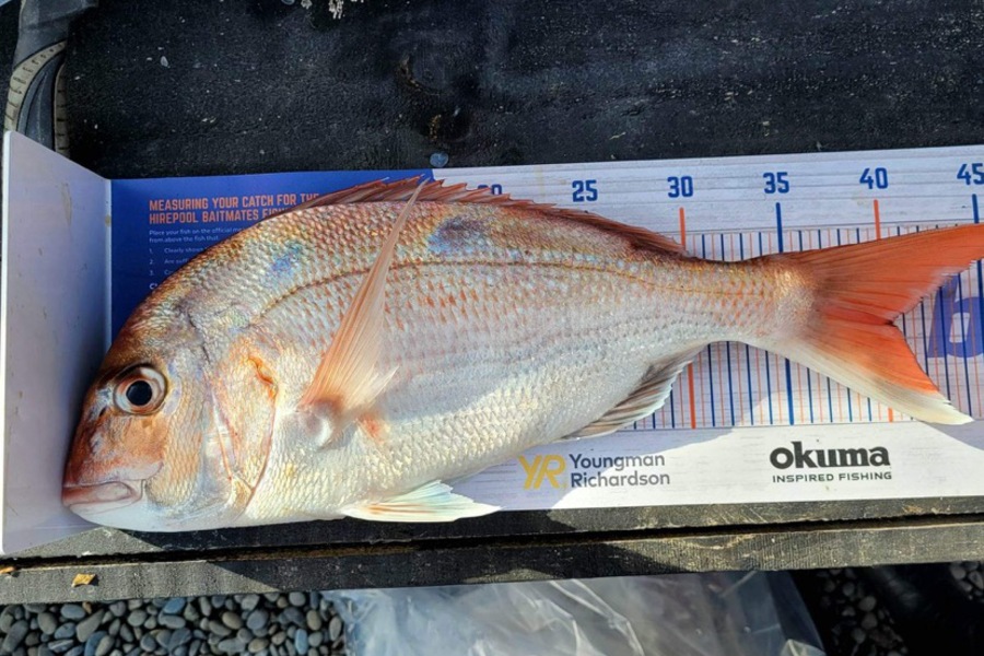 Sophie Marshall caught this 40.0cm Snapper at Marlborough Sounds during The Hirepool Baitmates Fishing Comp
