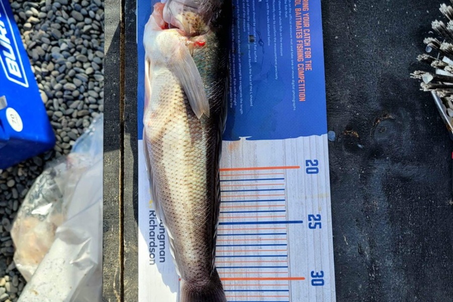 Sophie Marshall caught this 35.0cm Blue Cod at Marlborough Sounds during The Hirepool Baitmates Fishing Comp