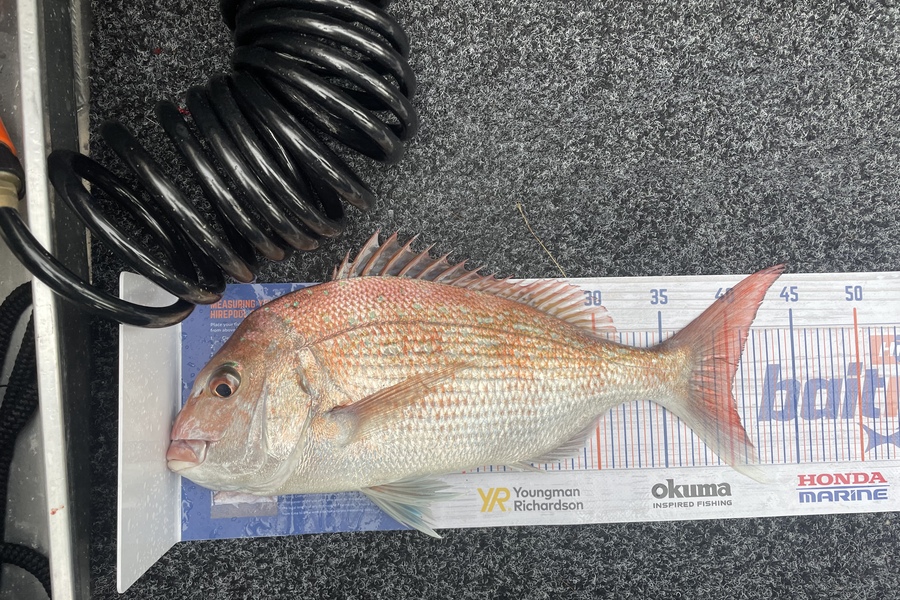 Phil Steel caught this 40.0cm Snapper at Marlborough sounds during The Hirepool Baitmates Fishing Comp