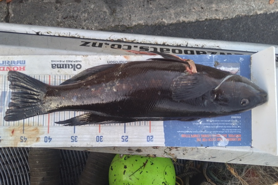 Mike Ashton caught this 47.5cm Butterfish at Otago harbour during The Hirepool Baitmates Fishing Comp