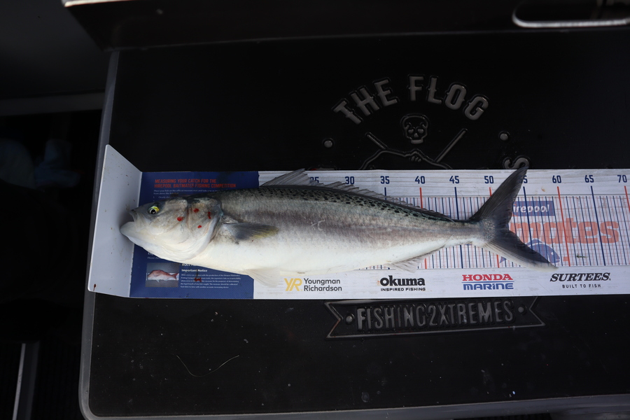 Mark Cotton caught this 52.0cm Kahawai at Tasman Bay during The Hirepool Baitmates Fishing Comp