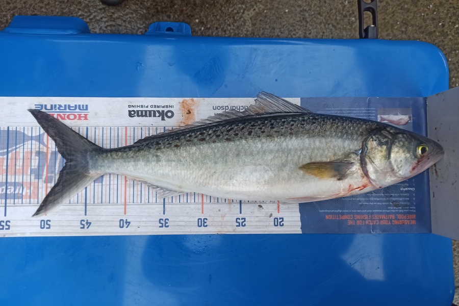 Duncan Pringle caught this 47.5cm Kahawai at Wellington west during The Hirepool Baitmates Fishing Comp