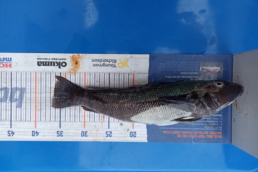 Duncan Pringle caught this 36.0cm Blue Cod at Wellington west during The Hirepool Baitmates Fishing Comp