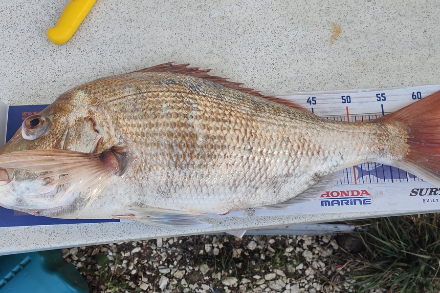 Hayden Roberts caught this 62.5cm Snapper at Pelorus sounds  during The Hirepool Baitmates Fishing Comp