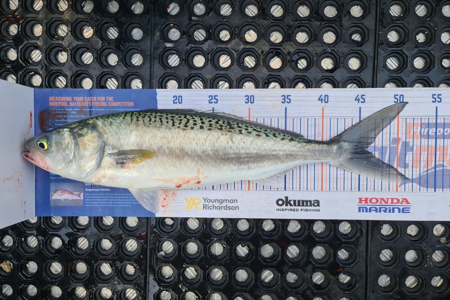 Scott Bassett caught this 45.5cm Kahawai at Wellington during The Hirepool Baitmates Fishing Comp