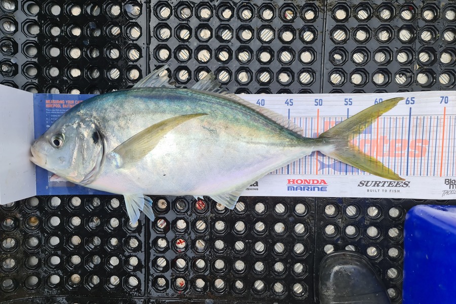 Scott Bassett caught this 55.5cm Trevally at Wellington during The Hirepool Baitmates Fishing Comp