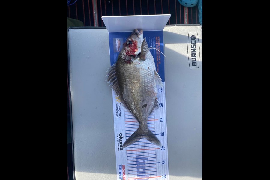 Mark Murrell caught this 35.5cm Tarakihi at Wellington South during The Hirepool Baitmates Fishing Comp